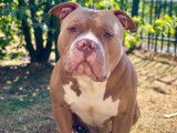 Superbe American Bully Rednose porteur trico dispo