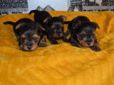 À adopter 3 chiots Yorkshire femelles nés en avril 2022 non LOF