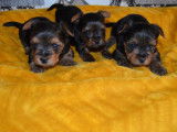 À adopter 3 chiots Yorkshire femelles nés en avril 2022 non LOF