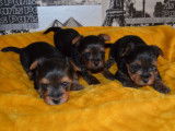 À adopter 3 chiots Yorkshire femelles nés en avril 2022 non LOF