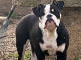 Un chien New English Bulldog bicolore de 2 ans non LOF &agrave; c&eacute;der
