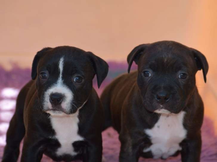 2 chiots Staffordshire Bull Terriers noir et blanc LOF à adopter