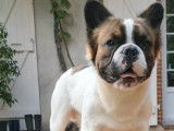 Chien Bouledogue Français fauve non LOF de 2 ans pour une saillie