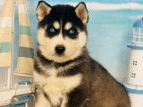À réserver 10 chiots Huskies Sibériens non LOF