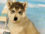 À réserver 10 chiots Huskies Sibériens non LOF