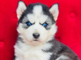 À réserver 10 chiots Huskies Sibériens non LOF
