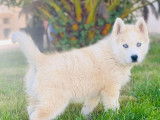 À réserver 10 chiots Huskies Sibériens non LOF