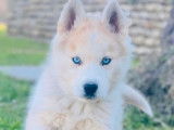 À réserver 10 chiots Huskies Sibériens non LOF