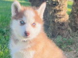 À réserver 10 chiots Huskies Sibériens non LOF