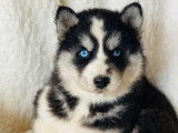 À réserver 10 chiots Huskies Sibériens non LOF