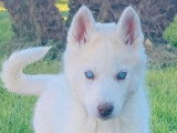 À réserver 10 chiots Huskies Sibériens non LOF