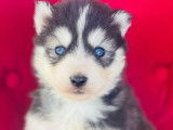 À réserver 10 chiots Huskies Sibériens non LOF