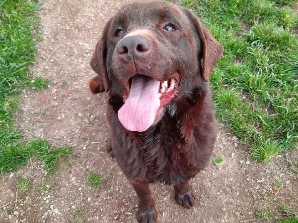 Un chien Labrador mâle chocolat de 4 ans LOF à acheter