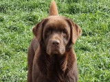 Un chien Labrador m&acirc;le chocolat de 4 ans LOF &agrave; acheter