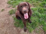 Un chien Labrador m&acirc;le chocolat de 4 ans LOF &agrave; acheter
