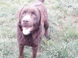 Un chien Labrador m&acirc;le chocolat de 4 ans LOF &agrave; acheter