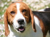 4 chiots Beagles tricolores LOF disponibles à la réservation