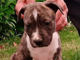 Un chiot femelle Amstaff LOF de couleur bring&eacute;e disponible