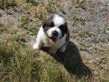 Un chiot Saint-Bernard mâle bicolore à réserver (LOF)