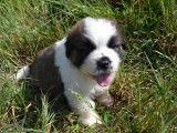 Un chiot Saint-Bernard mâle bicolore à réserver (LOF)