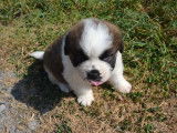 Un chiot Saint-Bernard mâle bicolore à réserver (LOF)