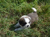 Un chiot Saint-Bernard mâle bicolore à réserver (LOF)