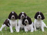 À réserver 12 chiots English Springers Spaniels LOF, 9 femelles, 3 mâles