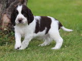 À réserver 12 chiots English Springers Spaniels LOF, 9 femelles, 3 mâles