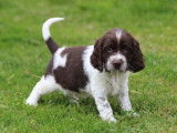 À réserver 12 chiots English Springers Spaniels LOF, 9 femelles, 3 mâles