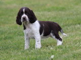 À réserver 12 chiots English Springers Spaniels LOF, 9 femelles, 3 mâles