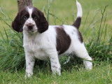 À réserver 12 chiots English Springers Spaniels LOF, 9 femelles, 3 mâles