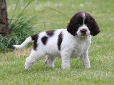 À réserver 12 chiots English Springers Spaniels LOF, 9 femelles, 3 mâles