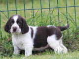 À réserver 12 chiots English Springers Spaniels LOF, 9 femelles, 3 mâles
