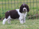 À réserver 12 chiots English Springers Spaniels LOF, 9 femelles, 3 mâles