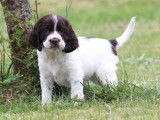 À réserver 12 chiots English Springers Spaniels LOF, 9 femelles, 3 mâles