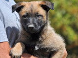 2 chiots Bergers Belges Malinois LOF à réserver, 1 mâle, 1 femelle