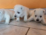 5 chiots femelles Westies LOF à la réservation