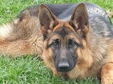 Un chiot Berger Allemand femelle noir et feu LOF de 11 mois à vendre