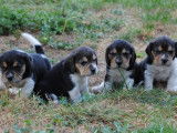 4 chiots Beagles à réserver, LOF tricolores d’avril 2022