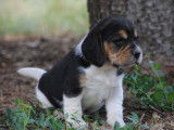 4 chiots Beagles à réserver, LOF tricolores d’avril 2022