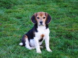 4 chiots Beagles à réserver, LOF tricolores d’avril 2022