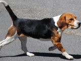 4 chiots Beagles à réserver, LOF tricolores d’avril 2022