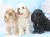 Vente de 5 chiots Cockers Américains LOF mâles et femelles