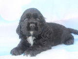 Vente de 5 chiots Cockers Américains LOF mâles et femelles