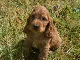 À réserver, 1 chiot Cocker Anglais LOF mâle fauve d’avril 2022