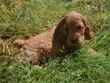 À réserver, 1 chiot Cocker Anglais LOF mâle fauve d’avril 2022