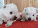 Vente de 3 chiots Westies de 2022, mâles et femelle LOF blancs