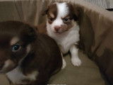 Chiots Chihuahua à poil long