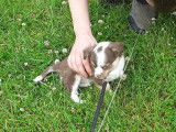 Chiots Chihuahua à poil long