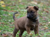 5 chiots Bergers Belges Malinois &agrave; r&eacute;server fauve charbonn&eacute; LOF